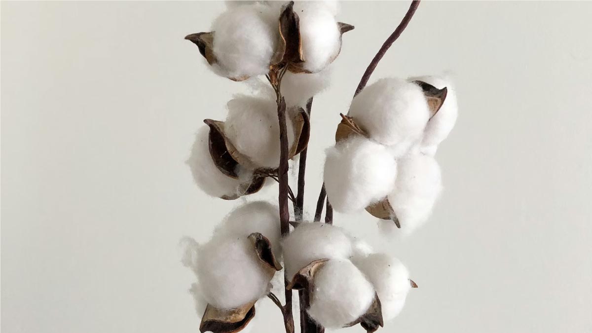 A close-up of a raw cotton branch with fluffy white bolls, representing sustainable apparel sourcing and environmentally friendly materials.